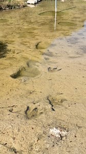 776K views · 20K reactions | We walked among Dinosaur tracks today! Acrocanthosaurus, is a relative of T-Rex and left some defined prints in the mud that later made what is essentially a cast. You will also see Sauropod tracks. | History Seekers | Facebook