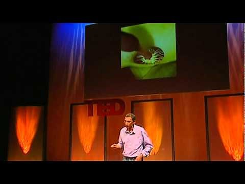 Jonathan Drori: The beautiful tricks of flowers