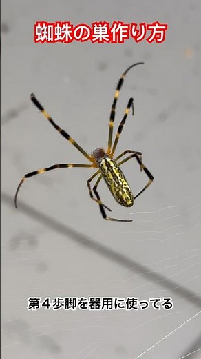 コレが蜘蛛の巣の作り方🕸️ #クモ #蜘蛛の巣 #作り方 #建設
