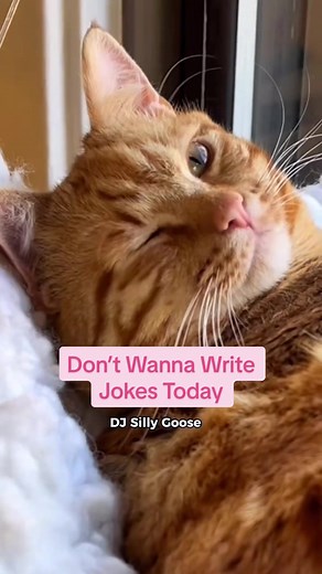 Repost so you can look at DJ Silly Goose’s chonky lil belly again 🙏🤩 #nekocatcafe #catcafe #bellingham #seattle #washingtonstate #cats #catsoftiktok #cafecats #orangecat #blackcat