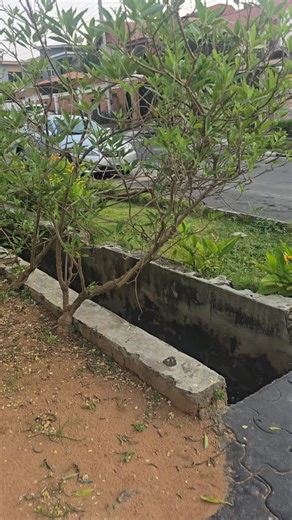 Growing Bitter Leaf: Tips for a Thriving Garden