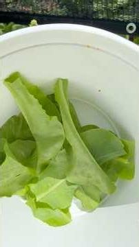 Lettuce in July 🥬 and Christmas Melons (Santa Claus) #gardening #gardenplants #garden #growyourown