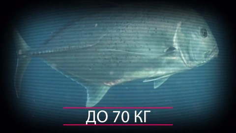 Giant Trevally: Underwater Monster That Hunts Flying Birds – Unbelievable Predator Skills