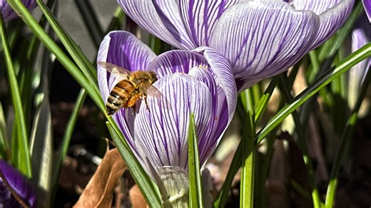 When is the first day of spring, Easter 2025? What to know about this year’s vernal equinox