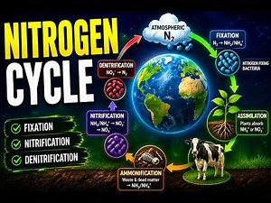 Nitrogen Cycle Full Explanation | Fixation to Denitrification