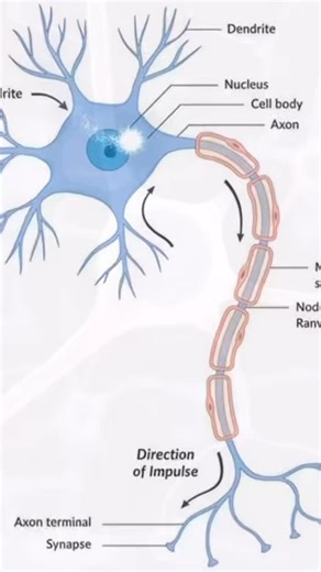 3D MEdico | Neuron 3D Animation video #3dmedico #medical #health | Instagram