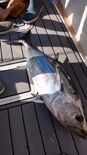 Took the whole Fish Circus crew to reel in this 🐟 Hauling in the Tuna is never a one man show 🎣 🎥: Fish Circus #LetTheBattleBegin #PENNFishing #SaltwaterFishing #Tuna #OffshoreFishing | PENN Fishing