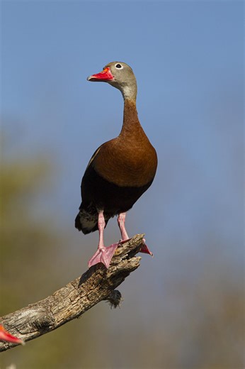 Whistling ducks: What are they and how to spot one