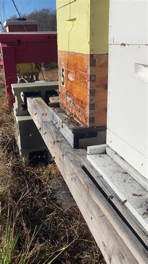 Bee happy #BeeKeeperLife #HoneybeeCare #HiveHealth