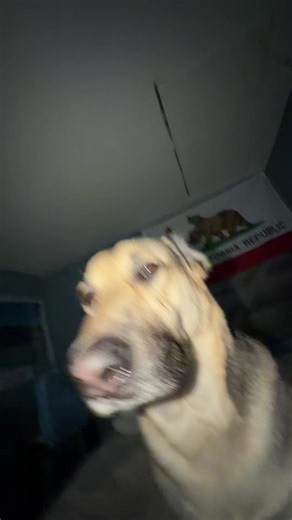 stinkyshlawg (@stinkyshlawg)’s videos with original sound - ✮