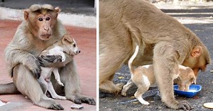 Monkey Adopts Stray Puppy, Makes Sure He Eats First