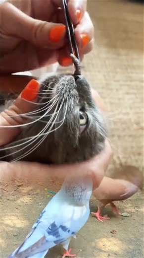 Cat Nose Botfly Removal | Satisfying Veterinary Procedure