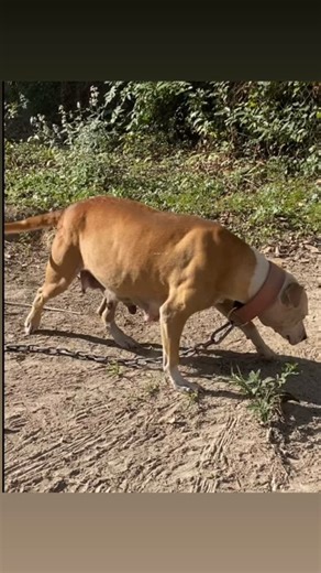 Supafreshkennels on Instagram: "Sfk females 💨 💨 💨"