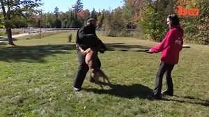2.6K views · 29 reactions | "Super" Pit Bull: Training The Ultimate...