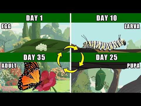 Monarch Buterfly Life Cycle Metamorphosis