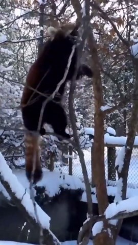 Red panda cubs have the ultimate snowy playground adventure