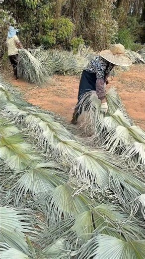 How hand fan is made from Fan palm leaves 💰-5244C1