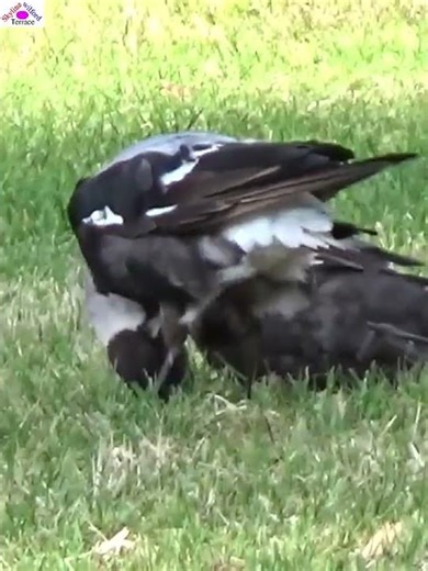 Fighting#magpies