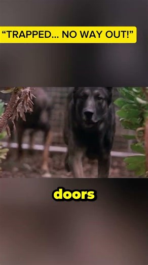 "Trapped With Killer Dogs… They Thought They’d Survive 😱🔥"