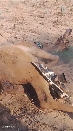 العلاج بالفرك: الحيوان يفرّغ غضبه وألمه