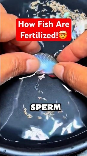 This Is How Fish Breeding Actually Works
