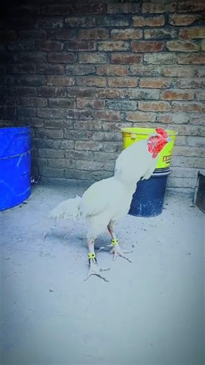 Paper white aseel murga #aseel #paperwhiteaseel #murga