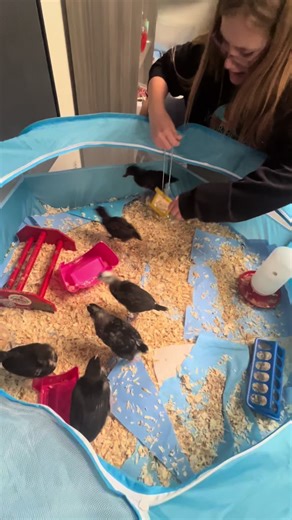 School Agriculture Program: Raising Chickens for Students