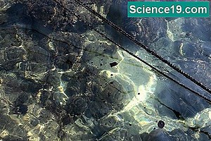 Η χημική ρύπανση των υδάτων που προκαλείται από τα απορρυπαντικά κάθε ημέρας 💫 Επιστημονική Και Δημοφιλή Ιστοσελίδα Πολυμέσων. 2025