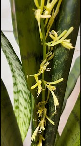 The secret to make a snake plant flower | Home Gardening