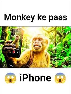 Bandar Ke Haath Laga iPhone 😱 | Gareeb Monkey Ka Sapna Sach | Funny Video 😂📱#ViralVideo #FunnyReels