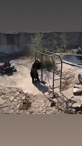 Go Dance 💃🏻 🕺🏻 🎶😁 | Animal World