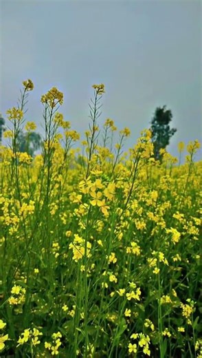 😎😇Jay Kisan Jay Jawan Jay Shri Ram 🚩🚩💯