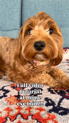 Happy Day Doodles on Instagram: "Keep those eyes trimmed up for dog!!!! Here’s how to do it! #goldendoodle #doodlegrooming #goldendoodlehaircut"