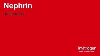 Anti-Nephrin Antibodies | Invitrogen