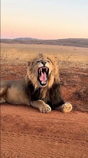 #46 Animals Small to Big Transformation. #animals #shorts #viral #pets #funny #big #small