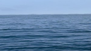 🌊🐋 **Whale Wonders in Dalvik!** 🐋🌊 This past Sunday, we were thrilled to spot **TEN magnificent humpback whales** right here in our beautiful waters of Dalvik, North Iceland! 🐳✨ January has been nothing short of spectacular, with incredible sightings and multiple whales gracing us with their presence. 🌟 **Fun Fact:** We’ve maintained a 100% sighting success rate since July! 🌟 Whether you're a seasoned whale watcher or new to the experience, there's something truly magical about witnessing