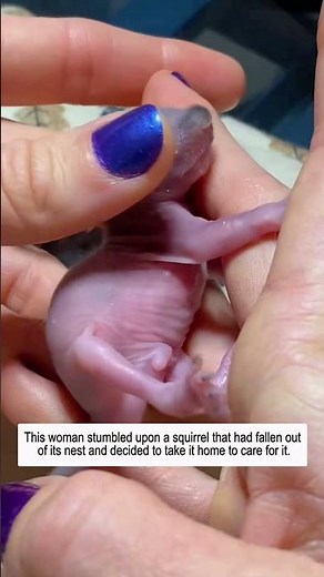 She Rescued a Baby Squirrel and Changed Its Life Forever...