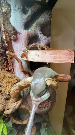 Dumpy frog eats cricket and tweezer