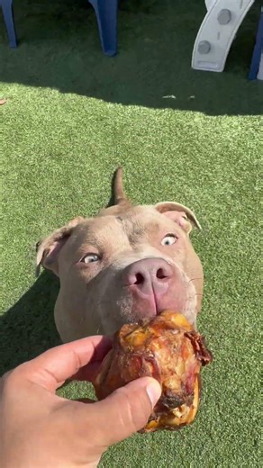 My Pup Goes Crazy for these and is Entertained for Hours!#ad #ad #amazonfind #add-to-cart