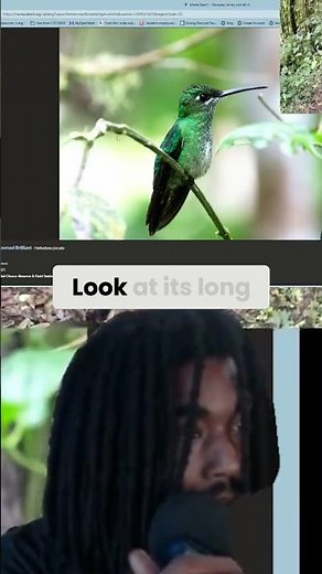 Green-crowned Brilliant: The Ultimate Tropical Bird! #shorts