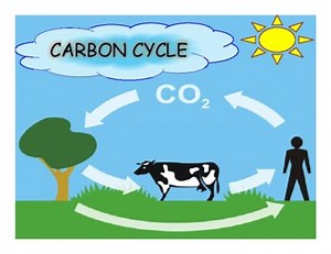 Carbon Cycle [Powerpoint & Video Lesson]