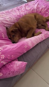 I'm so annoyed. How can you be so nosy I'm tired. Can't you rest in bed for a while🤣👍 #dog #smartdog #funny | Please call me Fatty
