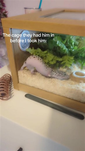Definitely a lot more happy! ⚠️Guys I wanted to upgrade him sooner but unfortunately it would just stress him out whenever I tried to make his cage bigger and as you can see in the fist clip he was very skittish so I had to let him settle in before I could update it and it ended up taking longer that I thought it would have ⚠️ #lizard #reptiles #abuse #upgraded #leopardgeko