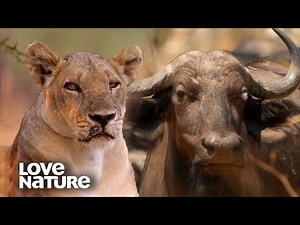 Hungry Lions and Leopard Attempt to Hunt Buffalo Calf | Love Nature