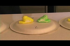 Peeps in a Microwave: A Peep Jousting Experiment