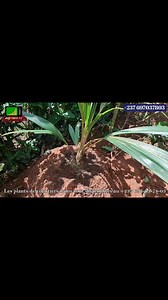 Comment planter un cocotier nain et récolter les premières noix de coco après 3ans seulement | Agrituto TV