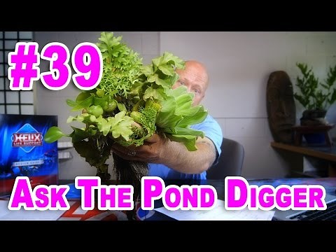 How to Control Pond Algae - Ask #39