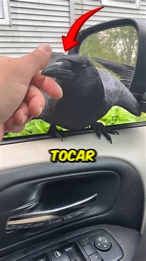 Crows are smarter than you think 🧠