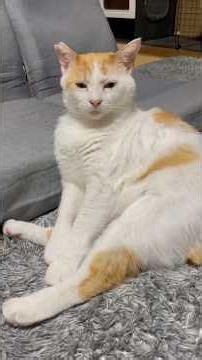 捨て猫むたくんを保護してから3ヶ月間の軌跡#捨て猫保護