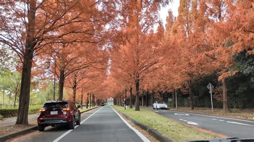 ここの紅葉綺麗すぎやろ… #千葉県 #千葉県絶景スポット #紅葉